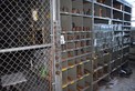 CONTENTS OF SHELVES ONLY HAND TOOLS ASSORTED SOCKETS CRESCENT STRIKING WRENCHES