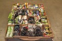 1 PALLET OF ASSORTED OIL SEALS