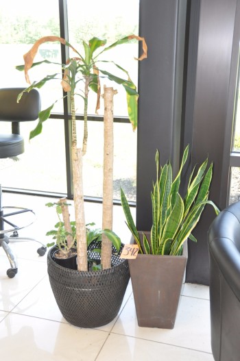 Lot-(2) Plants